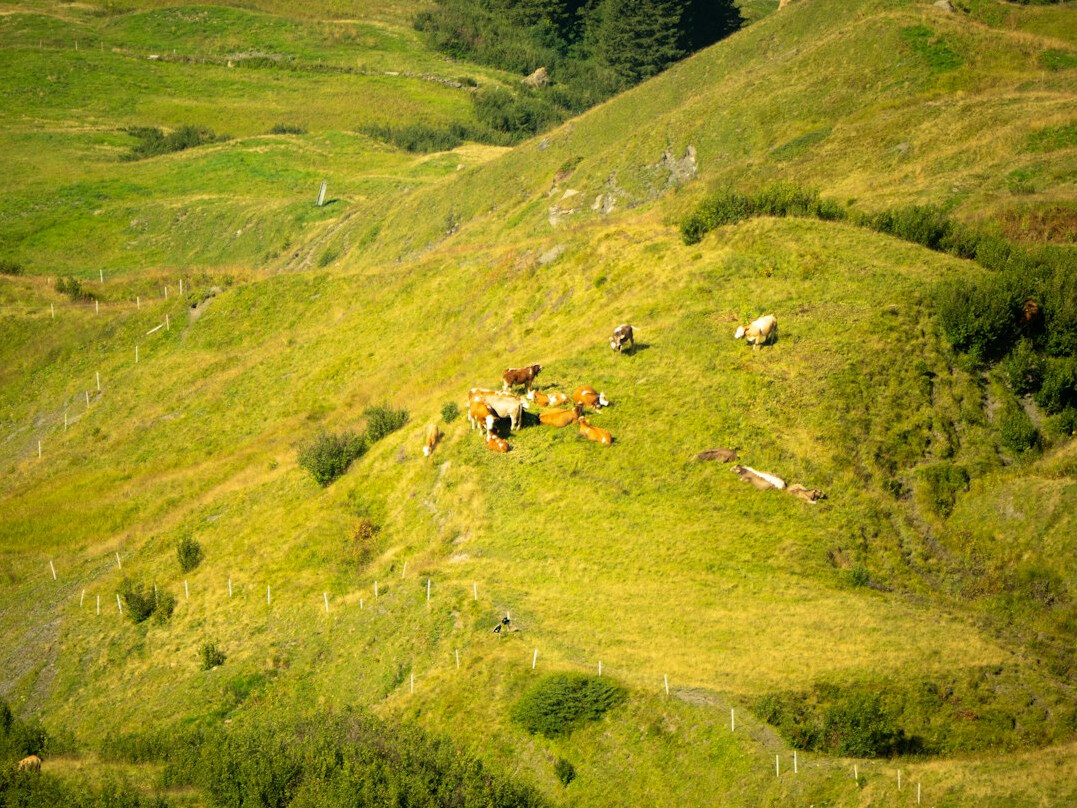 swiss alps green landscape